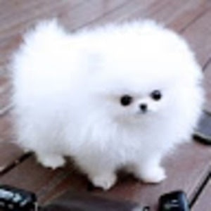 Meet your Posher, Bri